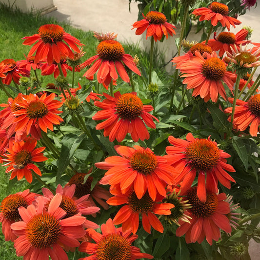 Echinacea Sombrero Adobe
