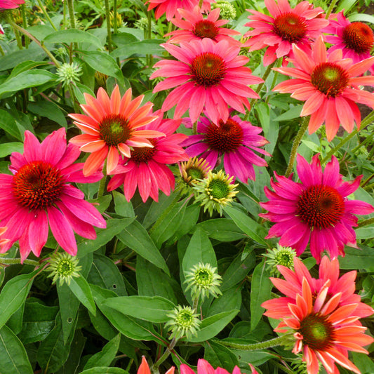 Echinacea Sombrero Tres Amigos