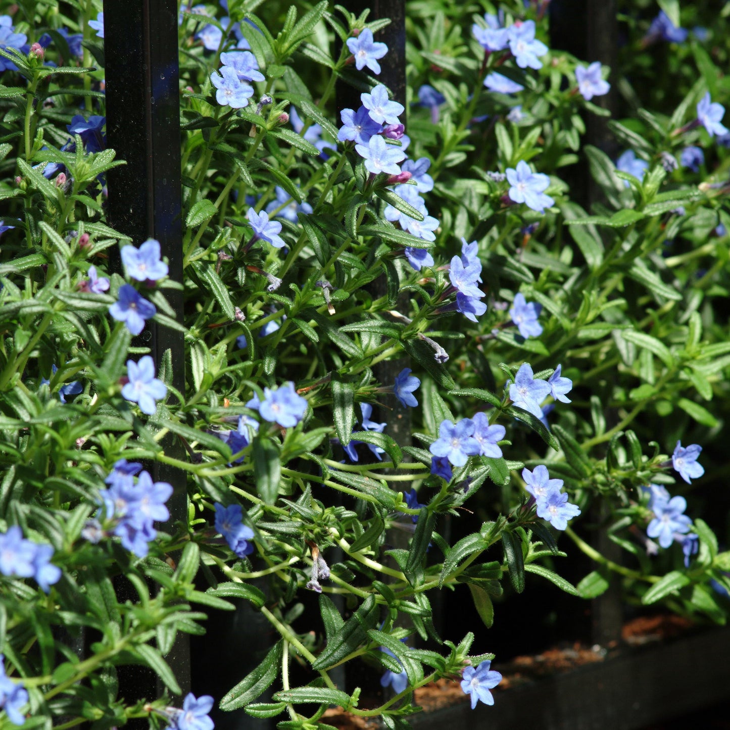 Lithodora Grace Ward