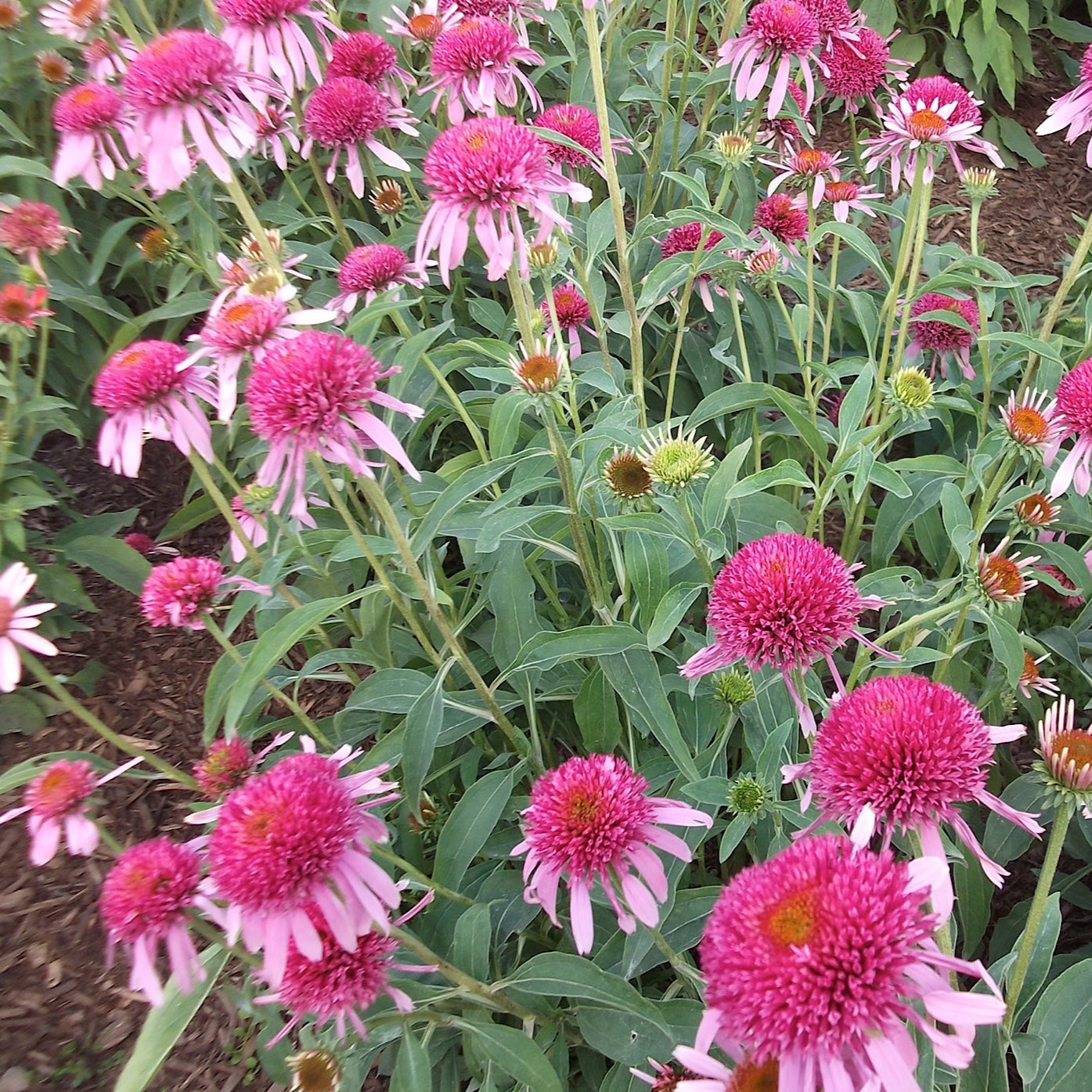 Echinacea Doublescoop Bubblegum