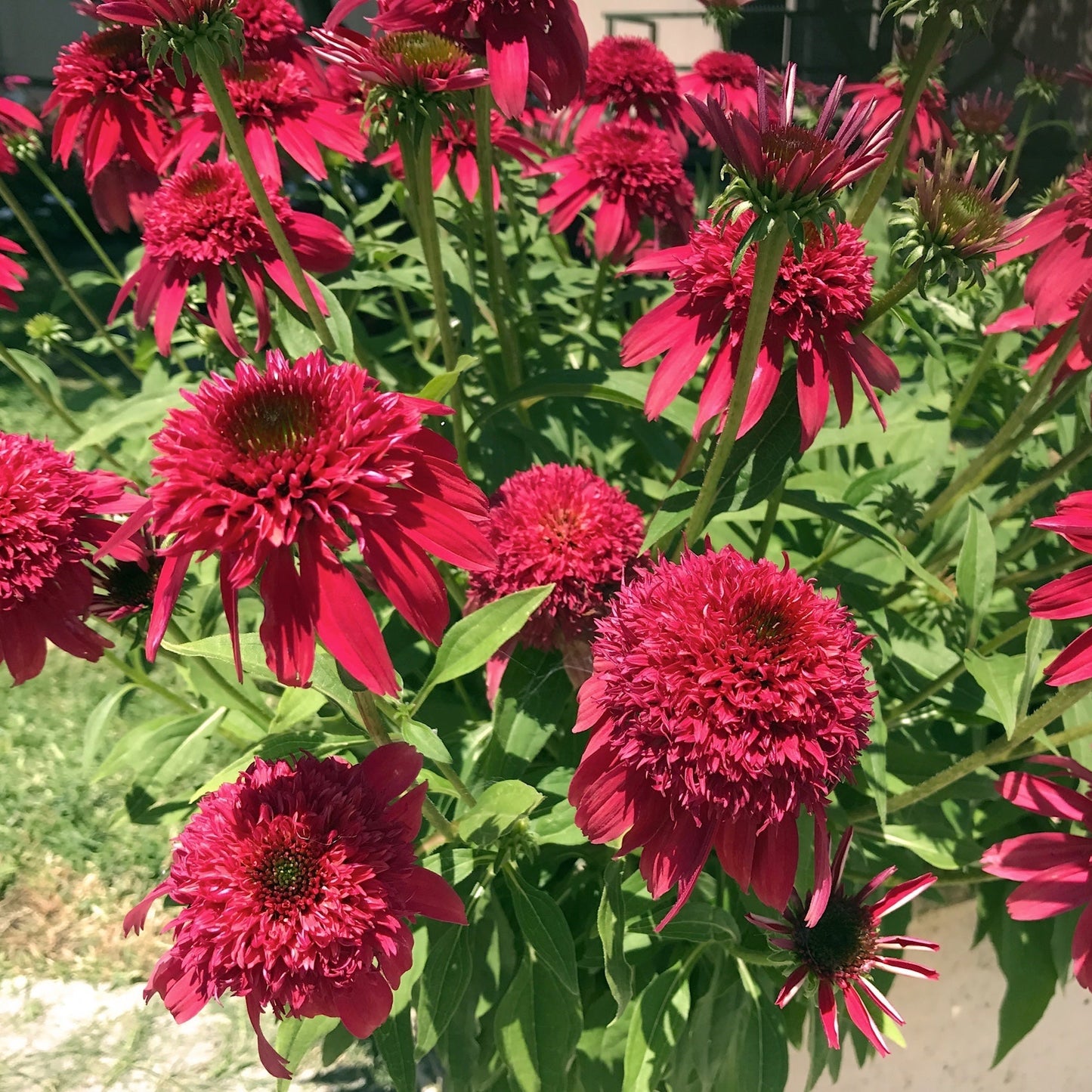 Echinacea Doublescoop Cranberry