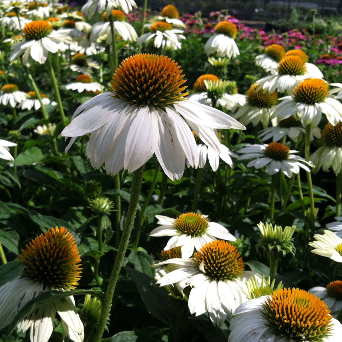 Echinacea Pow Wow White