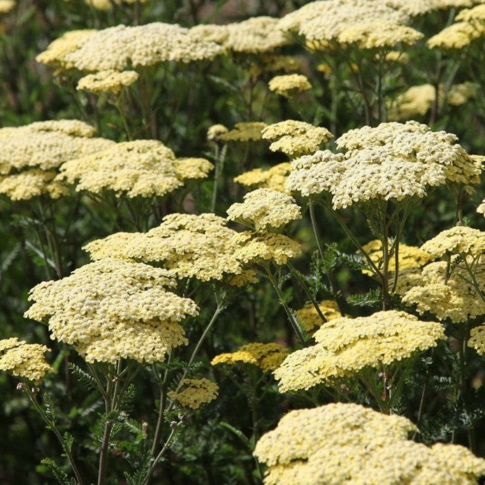Achillea Credo