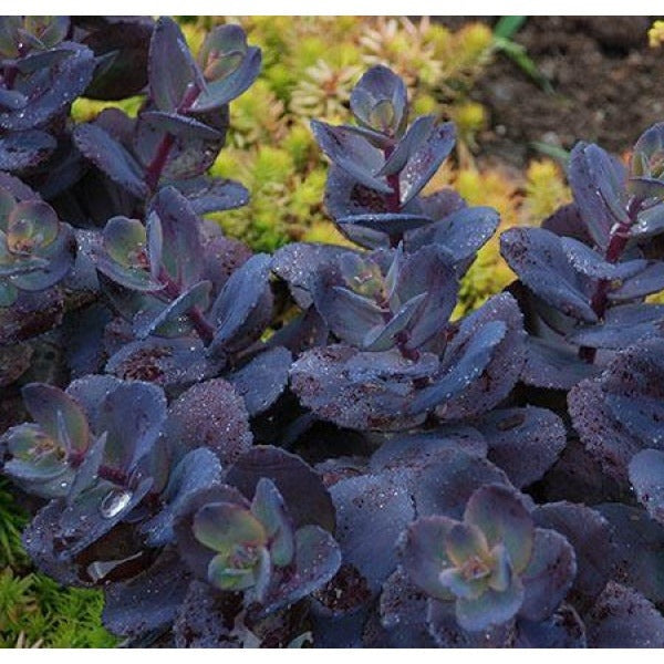 Sedum Blue Pearl