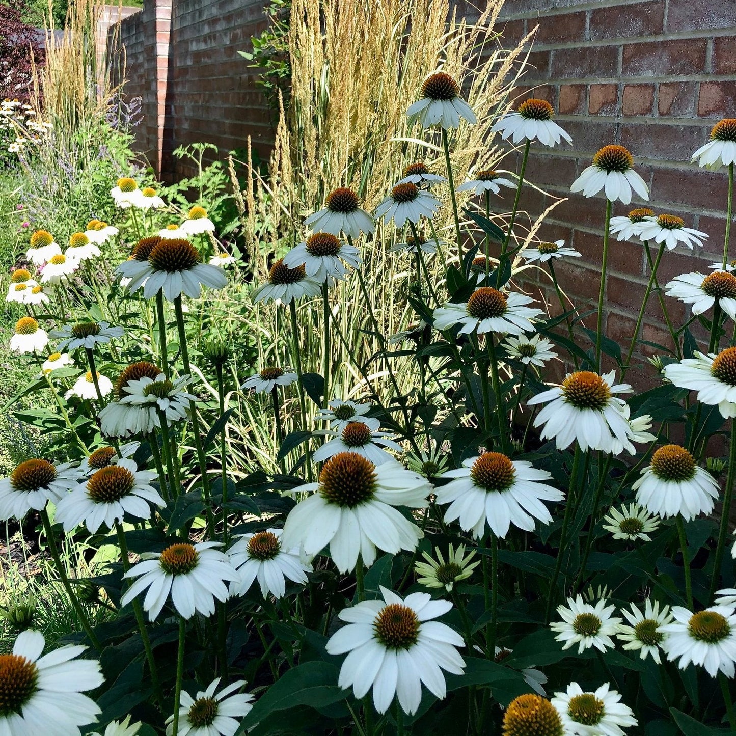 Echinacea White Swan