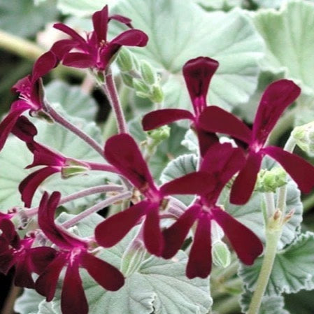 Pelargonium sidoides