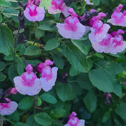 Salvia Angel Wings