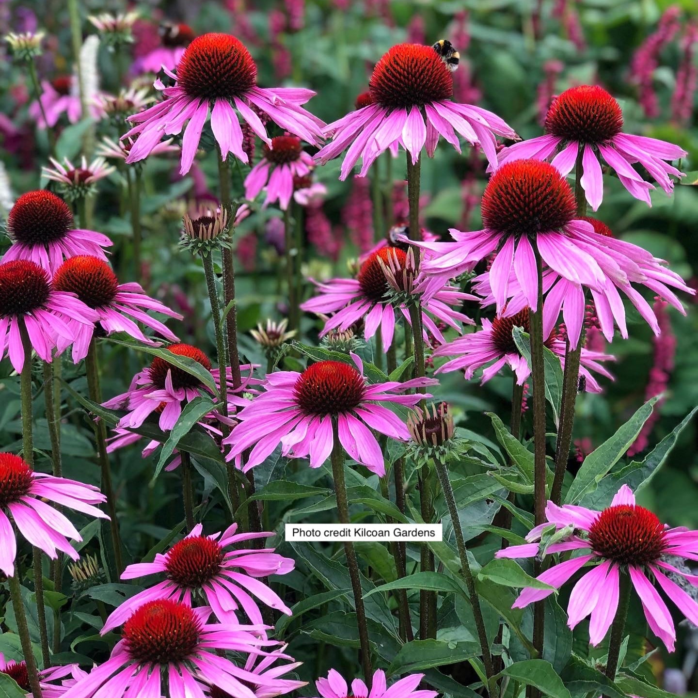 Echinacea Brilliant Star