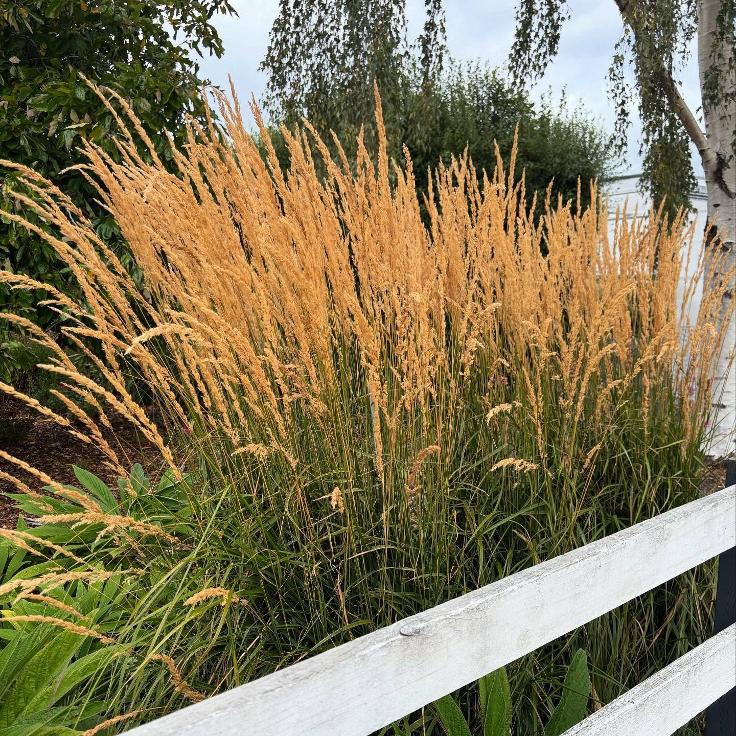 Calamagrostis Karl Foerster