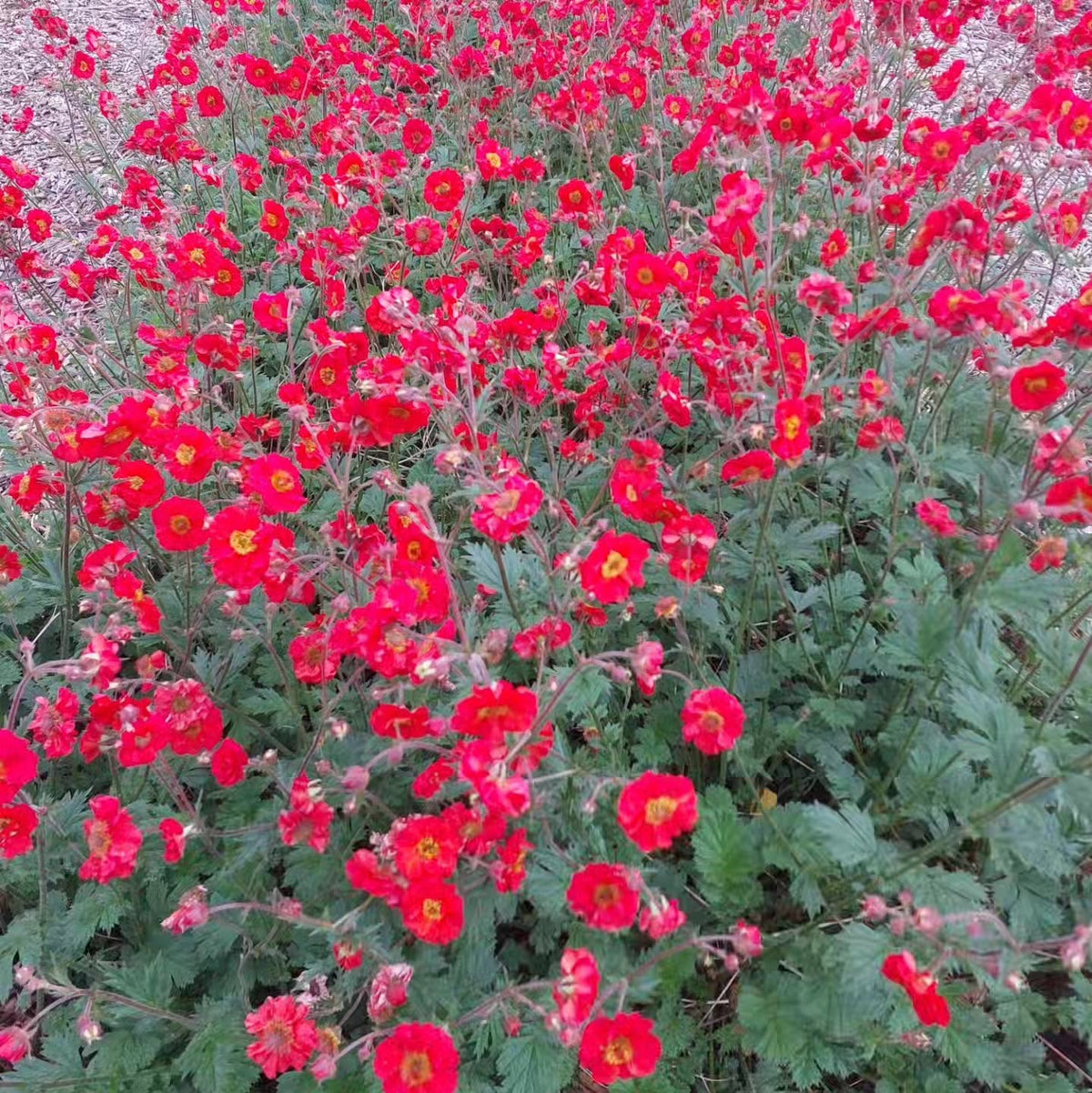 Geum Red Wings