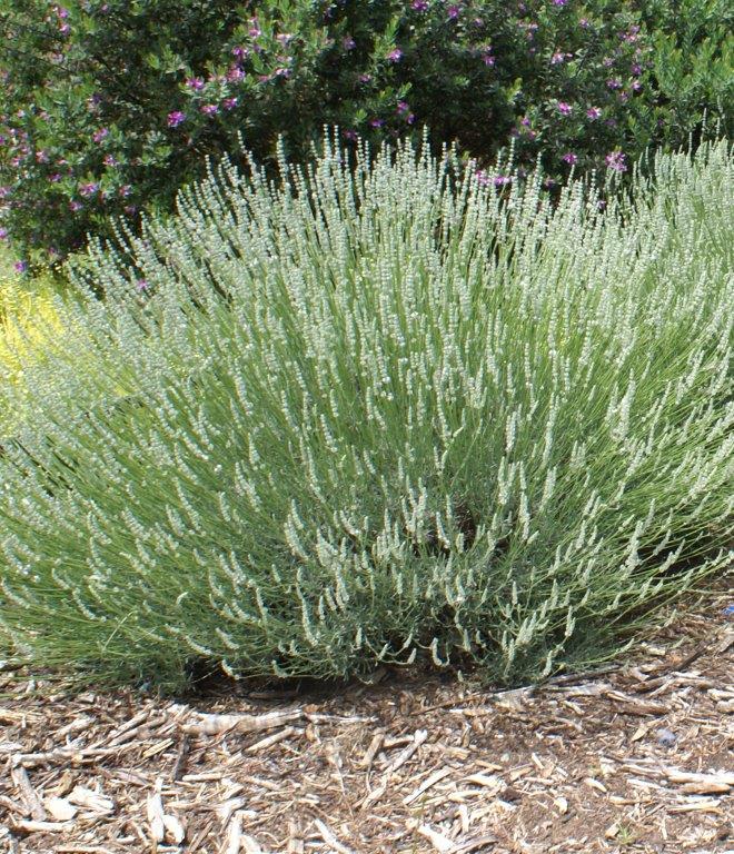 Lavender Blanche