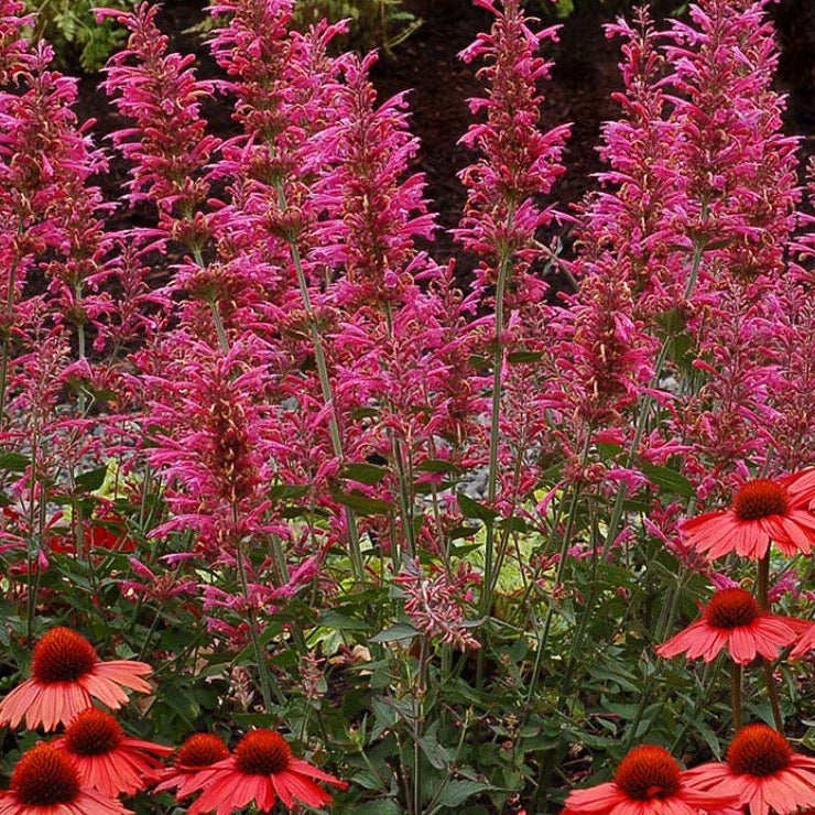 Agastache Morello
