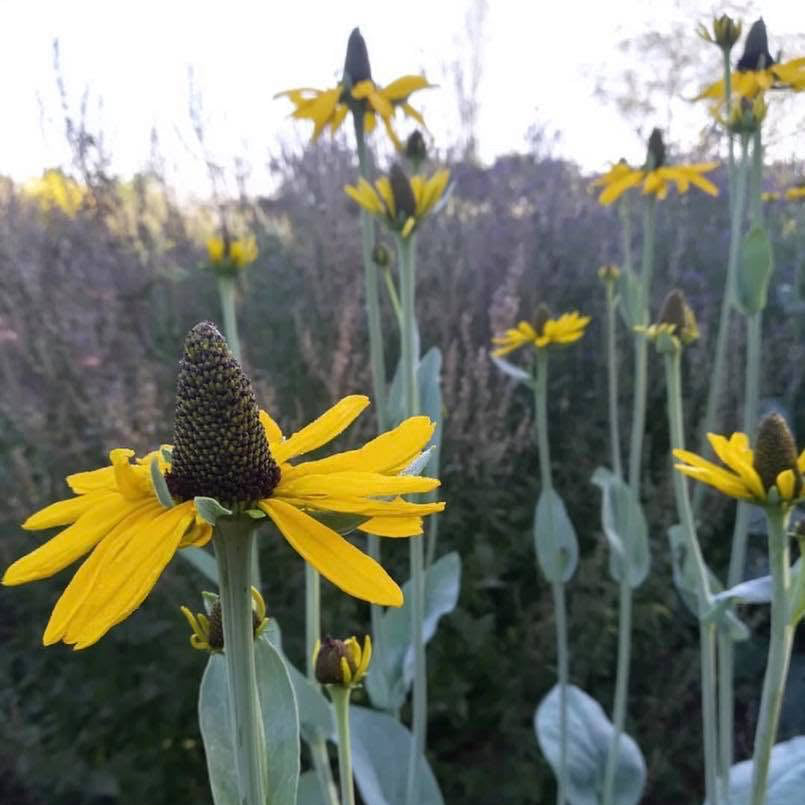 Rudbeckia maxima