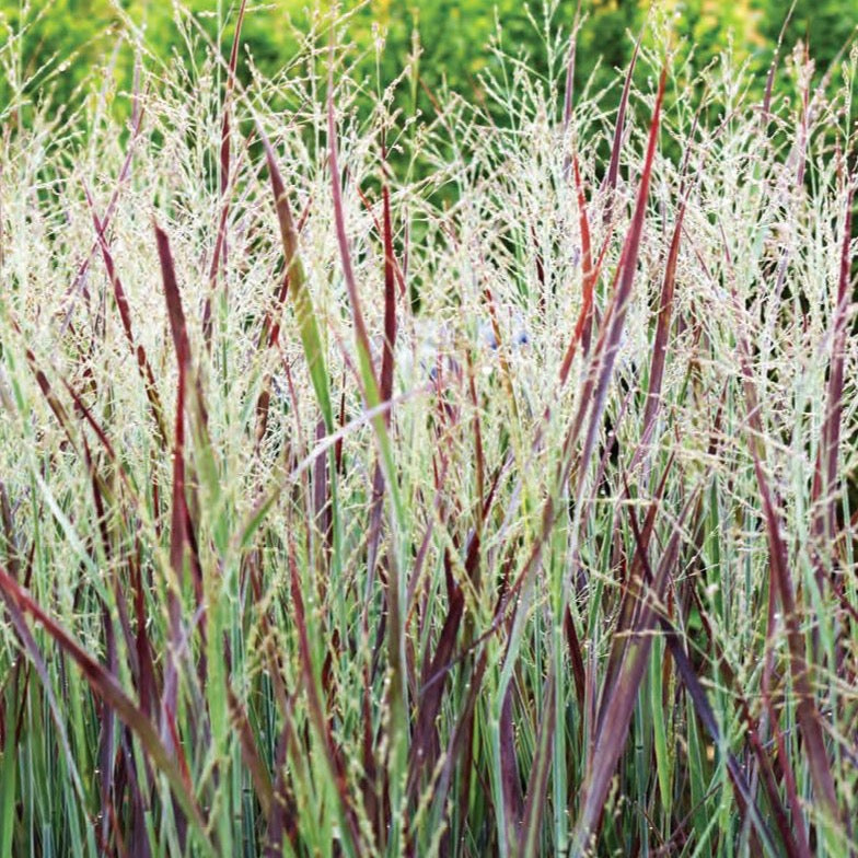 Panicum Iron Maiden