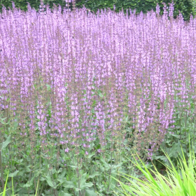 Salvia Serenade