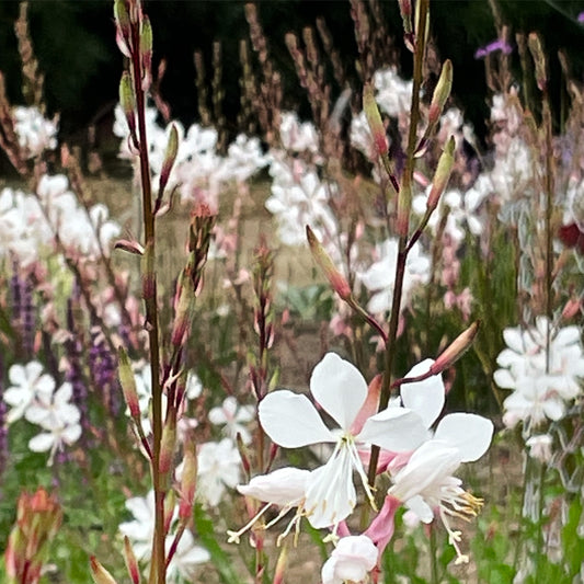 Gaura Whirling Butterflies