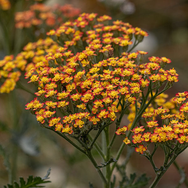 Achillea-Fireland-buy-plants-online-near-me
