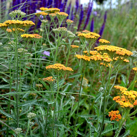 Achillea-Terracotta-buy-plants-online-perennials-australia