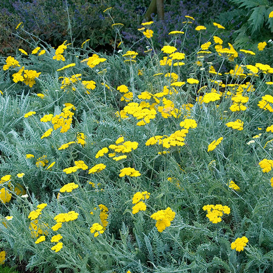 Achillea-clypeolata-buy-plants-online-near-me