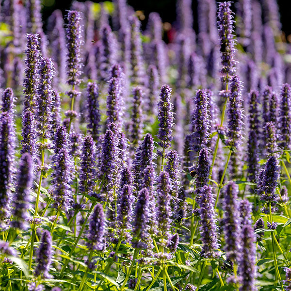 Agastache-Blue-Fortune-buy-plants-online-perennials-australia