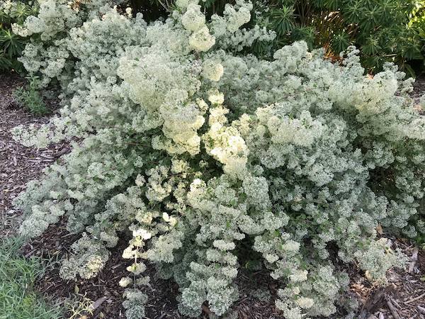 Bystropogon-canariensis-plants-online-australia
