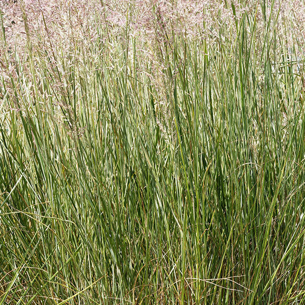 Calamagrostis-Overdam-buy-plants-online-perennials-australia