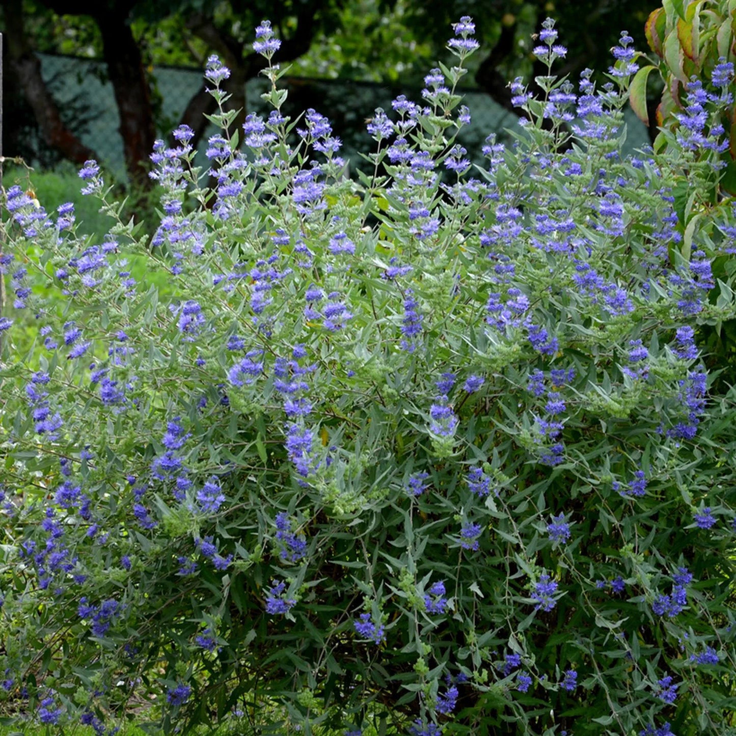 Caryopteris Heavenly Blue