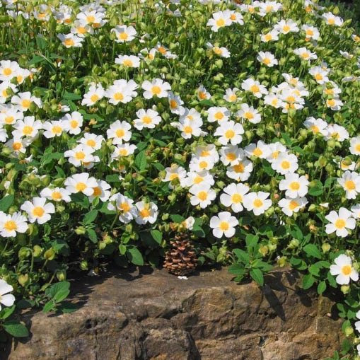 Cistus salviifolius 'Prostratus'