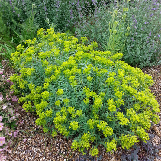 Euphorbia Blue Haze