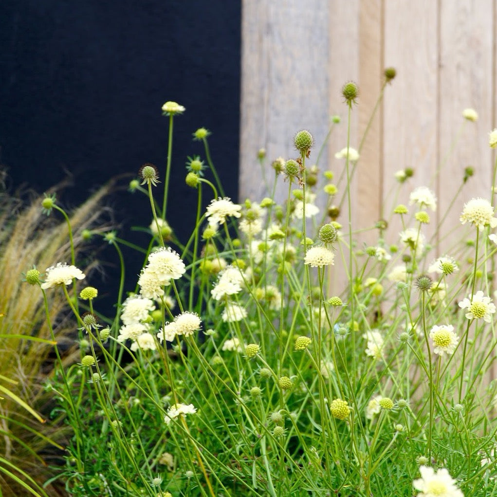 Scabiosa columbaria subsp. ochroleuca