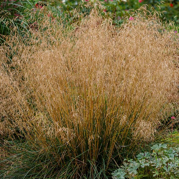 Deschampsia on sale