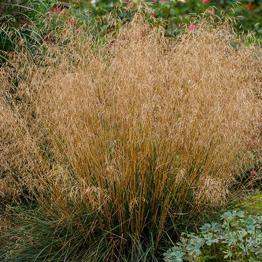 Deschampsia-cespitosa-buy-plants-online-near-me