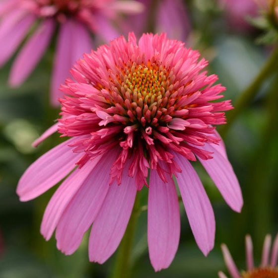 Echinacea-Doublescoop-BubbleGum-plants-online-australia