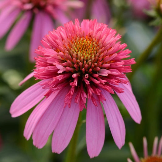 Echinacea-Doublescoop-BubbleGum-plants-online-australia