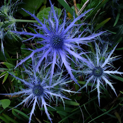 Eryngium Pen Blue