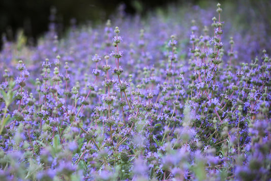 Salvia Bees Bliss
