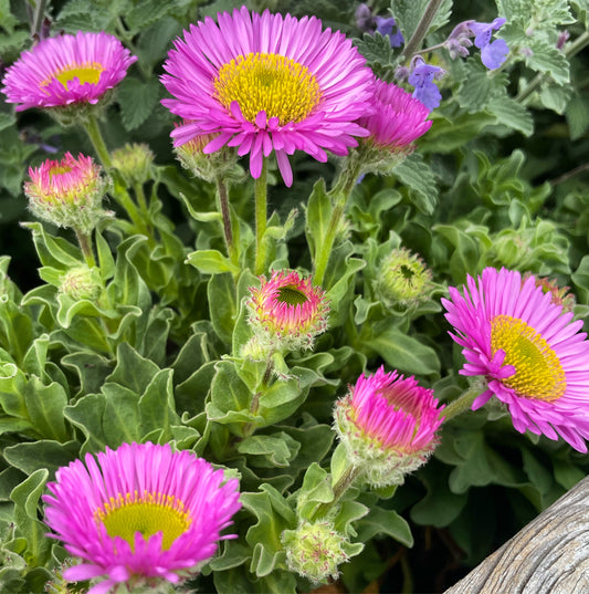 Erigeron Sea Breeze