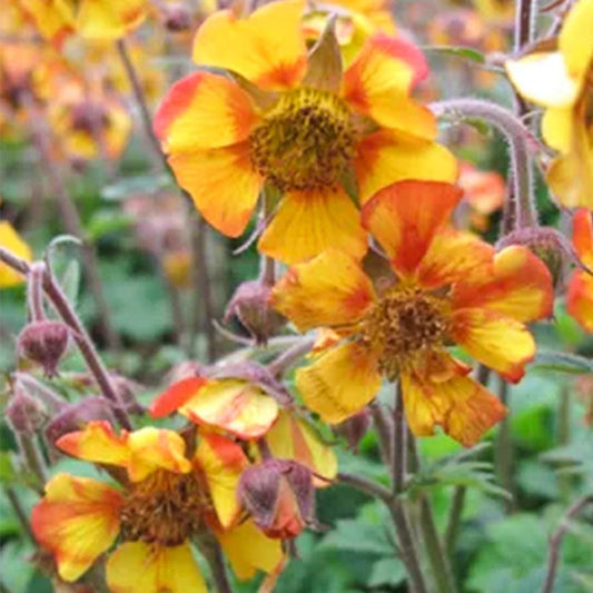 Geum Norgates Flame