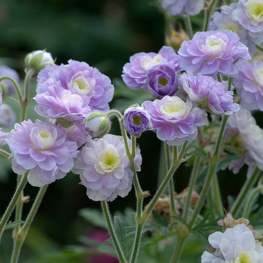 Geranium Summer Skies