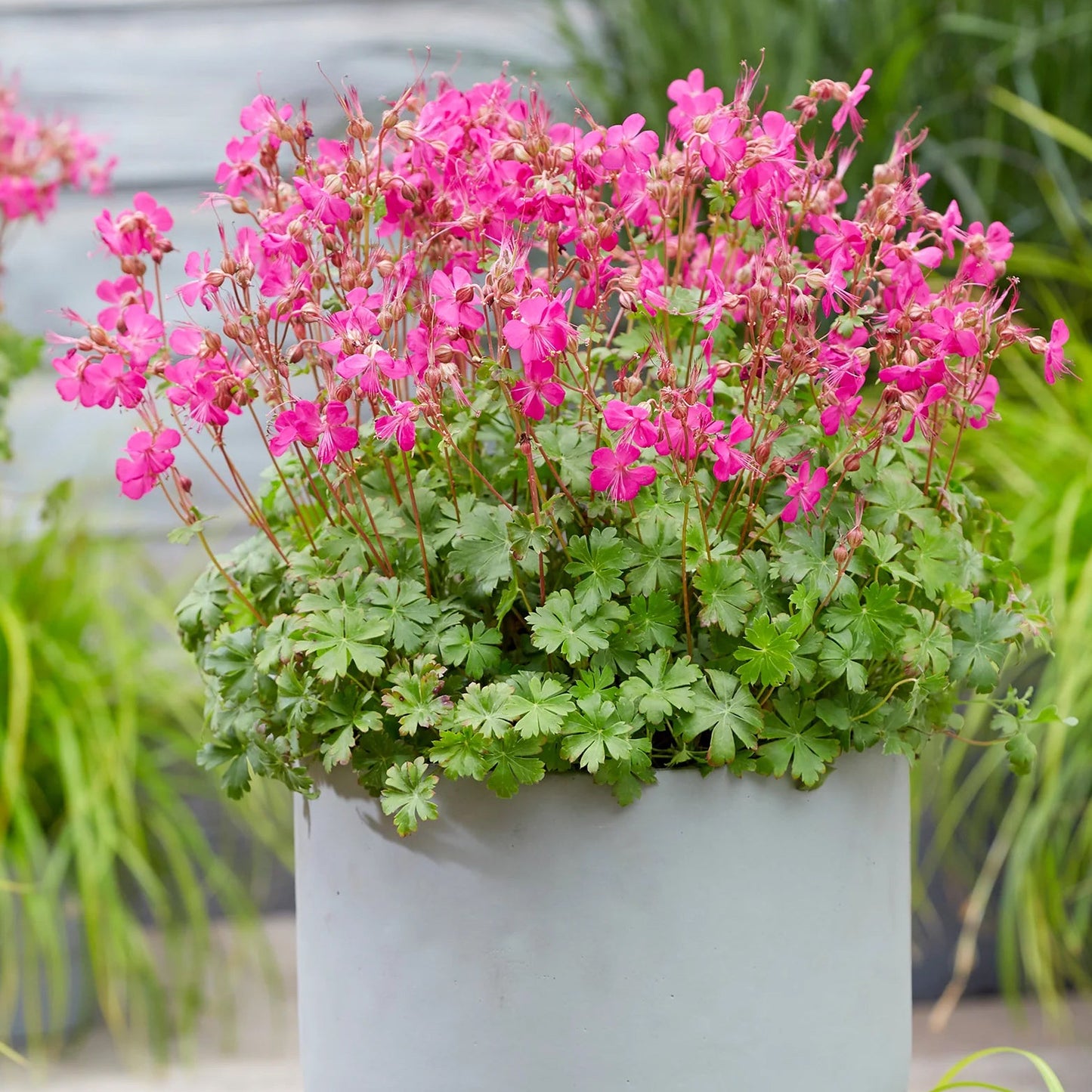 Geranium Intense