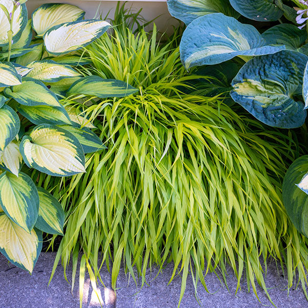 Hakonechloa-All-Gold-buy-plants-online-near-me