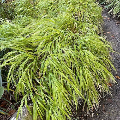 Hakonechloa Aureola