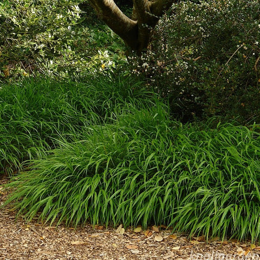 Hakonechloa macra