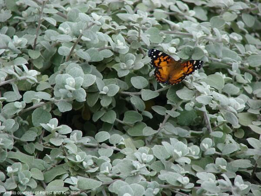 Helichrysum-petiolare-plants-online-australia