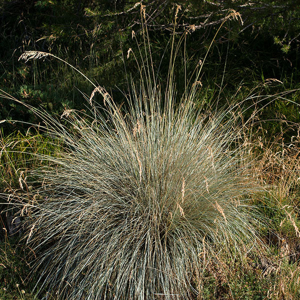 Helictotrichon-sempervirens-buy-plants-online-perennials-australia
