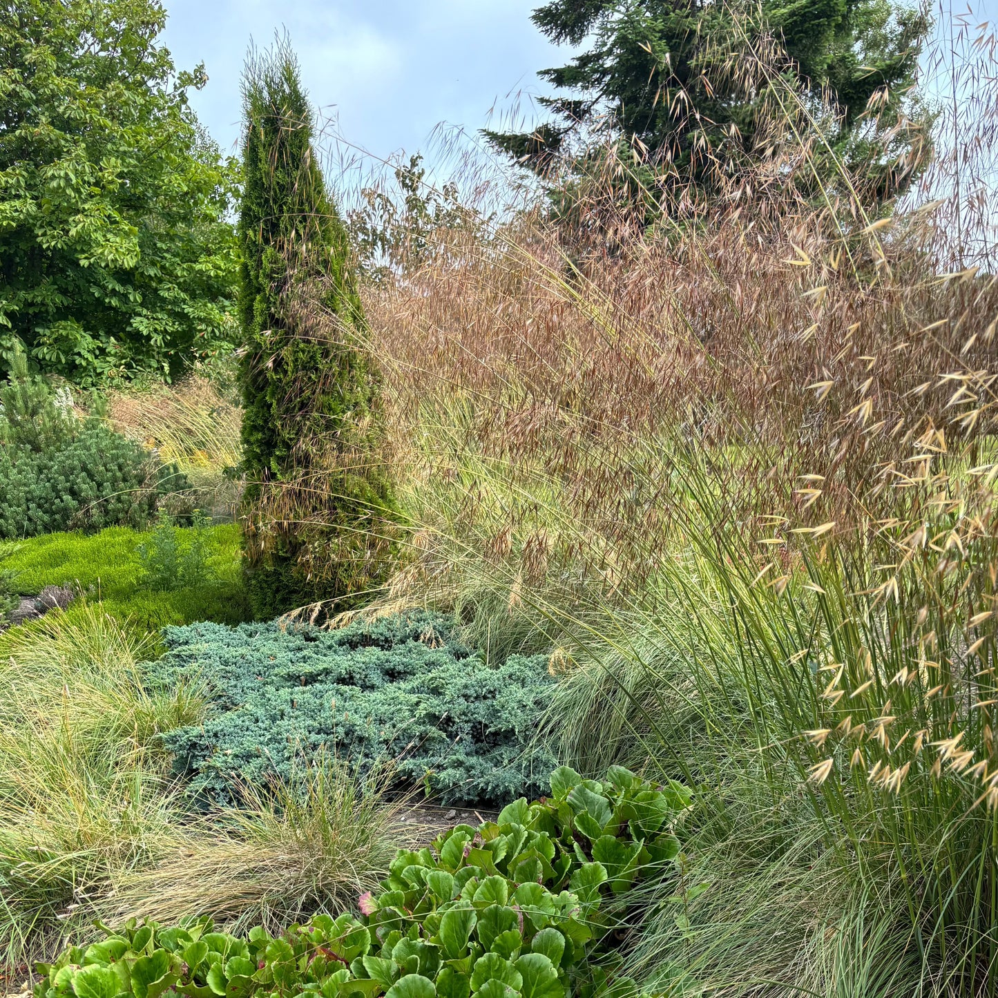 Stipa gigantea