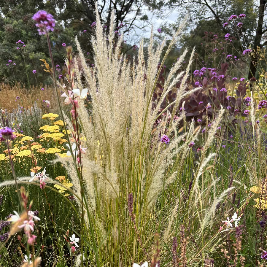 Stipa ichu