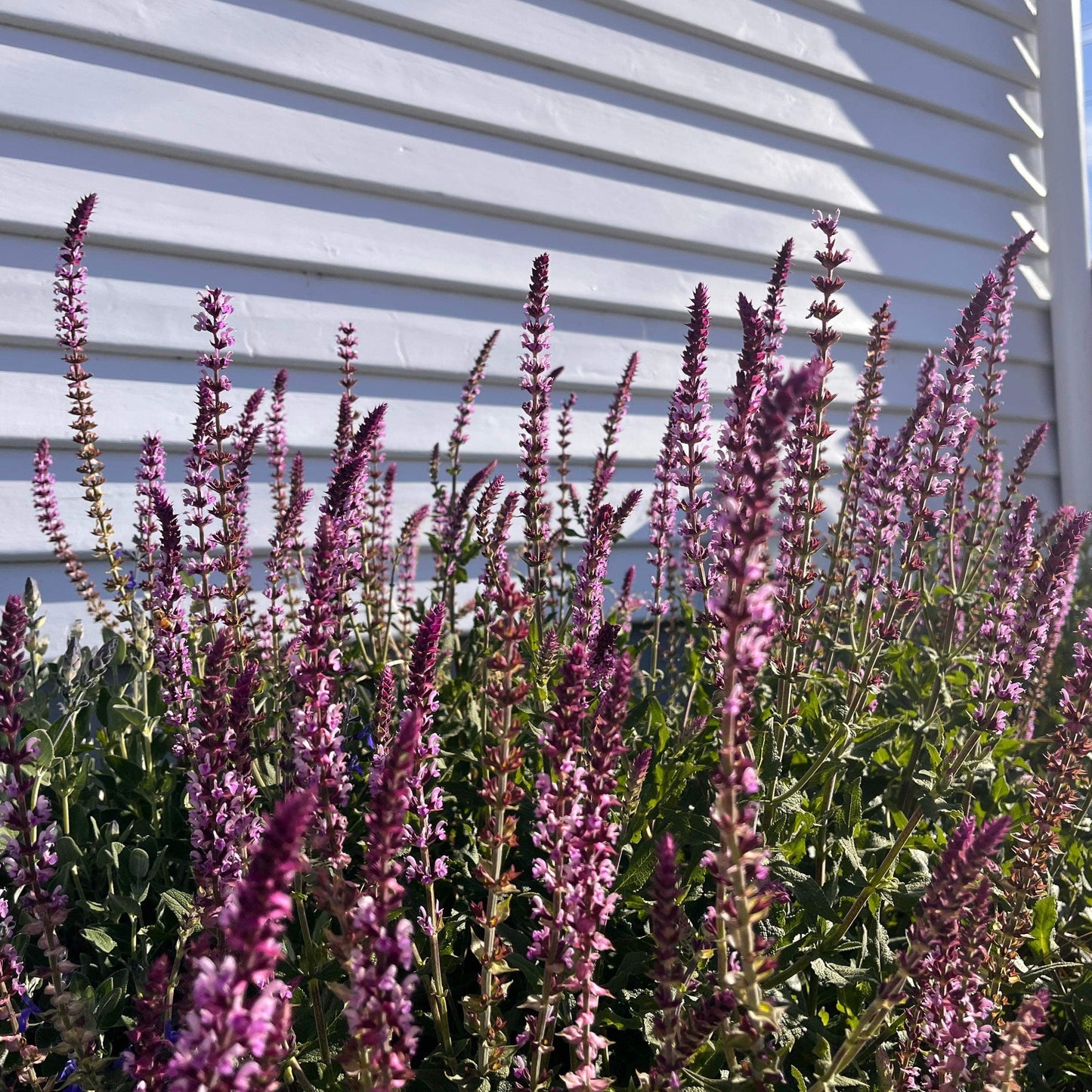 Salvia Amethyst