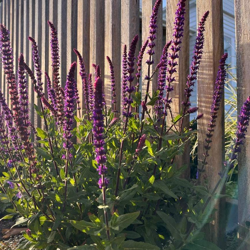 Salvia Caradonna