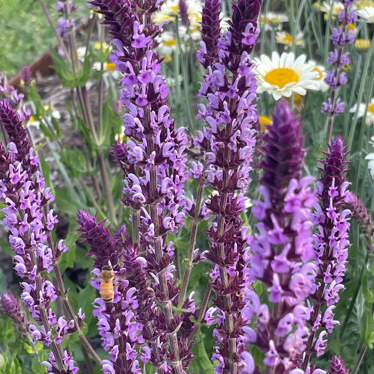 Salvia Amethyst
